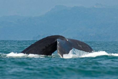 Der Buckelwal zeigt beim Abtauchen seine riesige Schwanzflosse