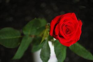 "Die Bachelorette": Verteilt diese Dame im Spätsommer die Rosen?