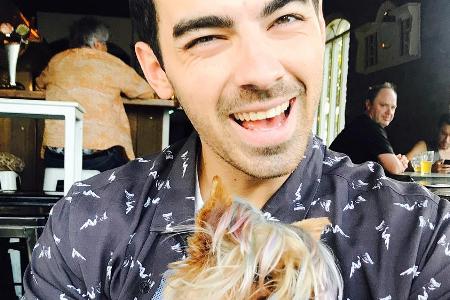 Ist völlig vernarrt in Hunde: Joe Jonas Ist völlig vernarrt in Hunde: Joe Jonas