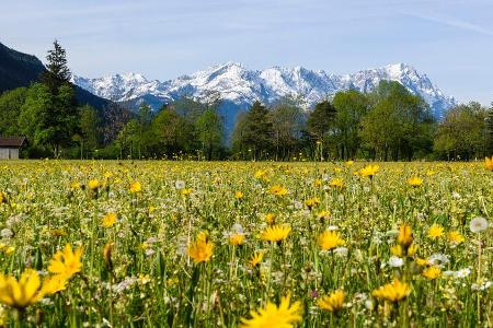Sommerwiese mit Blick auf Alp- und Zugspitzland