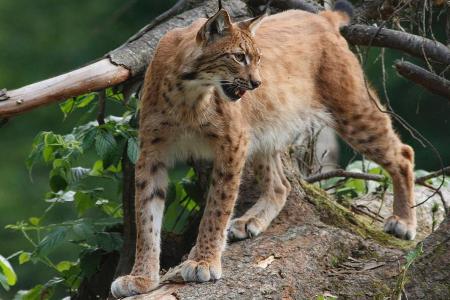 Mit etwas Glück bekommt man im Bayerischen Wald den Luchs zu Gesicht