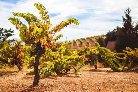 Ausgezeichnete Weinreben: Ridge Vineyards in Cupertino