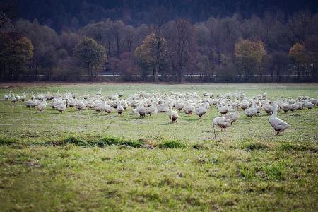 Gänse auf der Weide des Heimstätter Gänsehofs