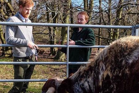 Prinz Harry macht sich mit der Kuh Lucky und ihrem Kalb vertraut Prinz Harry macht sich mit der Kuh Lucky und ihrem Kalb vertraut