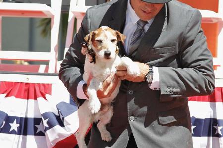 Filmfreunde trauerten 2015 auch um einen Hund: Jack-Russell-Terrier Uggie, bekannt aus dem fünffachen Oscar-Gewinner 