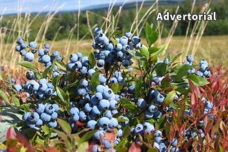 Die wilden Blaubeeren aus Kanada sind besonders fruchtig und aromatisch