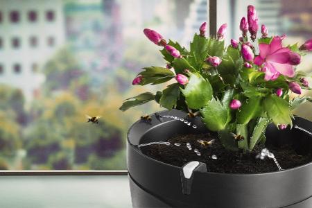 Parrot Pot