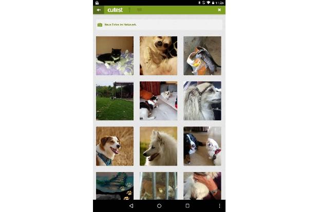 Cutest - das Haustier-Netzwerk