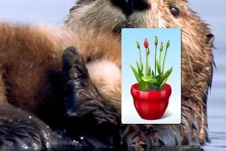 Dieses Gadget blendet einen liebevoll gestalteten virtuellen Blumentopf auf dem Desktop ein. Damit die Blumen blühen, müssen...