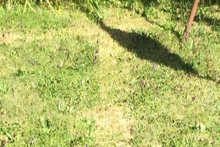 In der Mitte wurde der Rasen vom Gardena Smart Sileno in einer Länge von 2 cm gemäht, der niedrigsten Einstellung des Geräts...