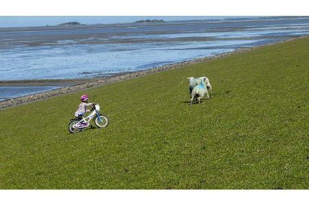 Roadtrip Pellworm Nordsee