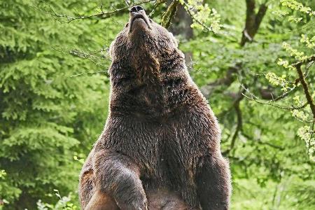 Tierfreigelände Neuschönau