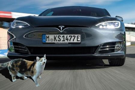 Katze Tesla Model S