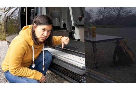 Westfalia Club Joker VW T 6.1 (2020)