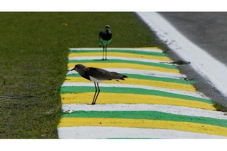 Impressionen - Formel 1 - GP Brasilien - Sao Paulo - 13. November 2019