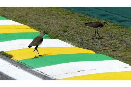 Impressionen - Formel 1 - GP Brasilien - Sao Paulo - 13. November 2019