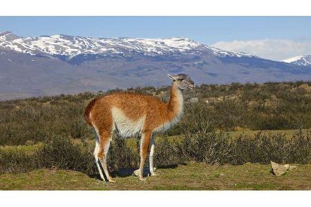 Mobil-Tour Patagonien