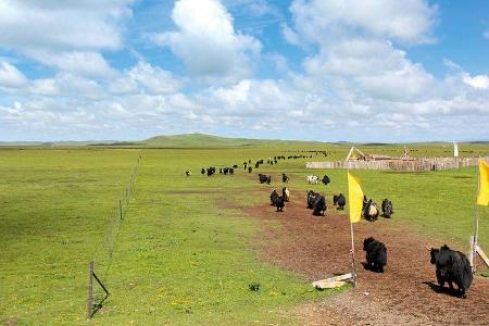 Yakherden bis zum Horizont