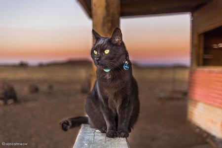 VanCatMeow (2019)