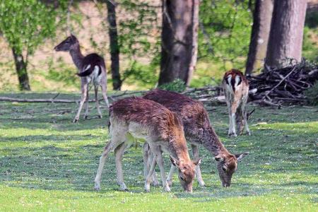 Wildpark mit großem Rotwildgehege