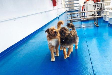 Fähren in Nordeuropa Hunde an Bord