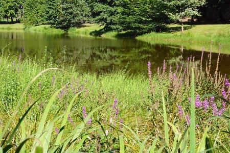 südlicher Pfälzerwald Wiese