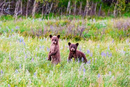 Alberta, Kanada