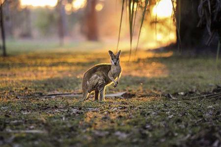 Australien Reise