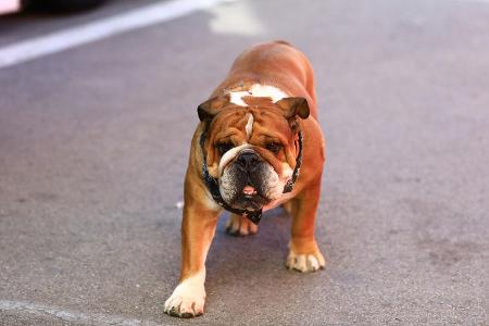 Roscoe - Hamilton-Hund - Barcelona - F1-Test - 28. Februar 2019