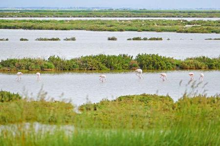 Italiens größte Flamingo-Kolonie lebt in den Valli di Comacchio.