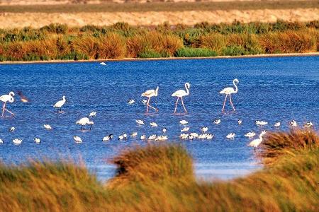Nationalpark Coto de Doñana