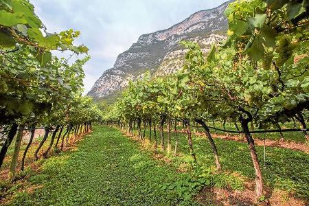 Das Weinanbaugebiet im südlichen Etschtal wurde nach seinen vielen Burgen und Schlössern benannt.