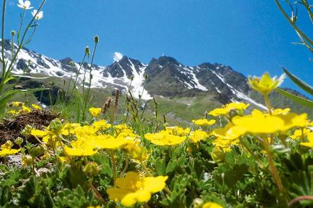 Alpenblumen