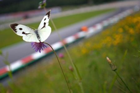 Impressionen - Formel 1 - GP Österreich - 30. Juni 2018