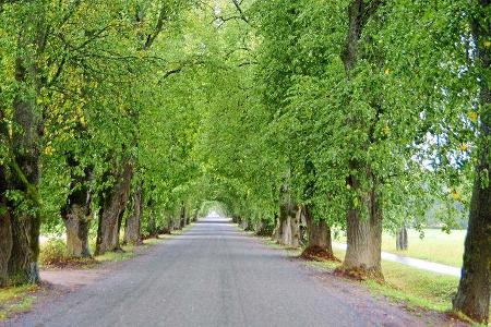 Allee in Lettland: spendet Reisenden zu Fuß, mit Kutsche oder Reisemobil Schatten.