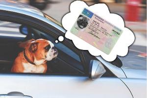 Führerschein-Prüflinge müssen warten