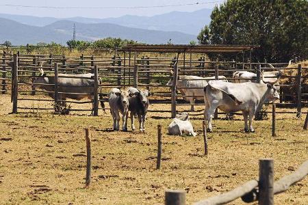 Maremma-Rinder