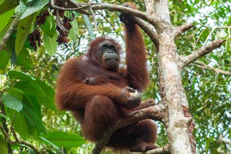 ...nicht nur den Lebensraum dieses Orang-Utans. Das Artensterben auf Sumatra schreitet beunruhigend schnell voran. 2011 klas...