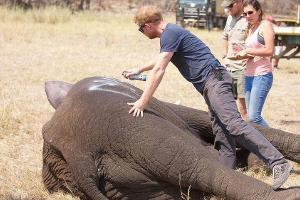Prinz Harry hat ein Herz für Dickhäuter