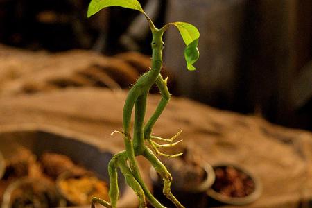 Bowtruckles sind kleine, lebende, zweigähnliche Pflanzen. Newt Scamander hat mehrere davon in seinem Koffer dabei. Einer die...