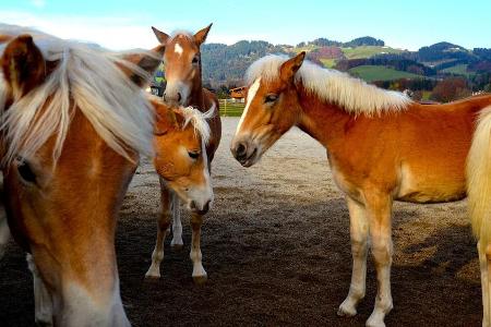 Junge Haflinger auf einer Koppel im Fohlenhof Ebbs