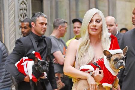 ...in New York nicht nur von ihrem Schatz Taylor Kinney, sondern auch von ihren beiden bellenden Fellknäueln begleiten. Obwo...