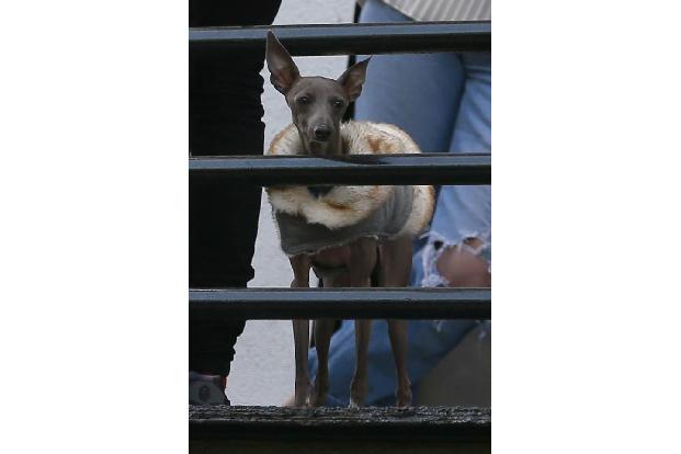 ...wenn die Gesichtsausdrücke der mitgeschleppten Vierbeiner nicht gerade von absoluter Glückseligkeit zeugen. Liebe Kylie, ...
