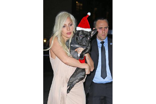 ...Gaga: Lasst eure Hunde bei Red Carpet-Auftritten und beim Shopping doch lieber zu Hause. Eure Haustiere würden unter Gara...