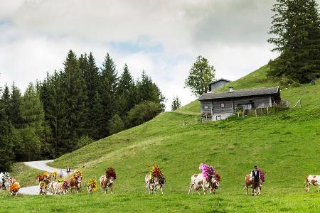 Senner und Kühe verlassen die Berge und ziehen gemeinsam ins Tal