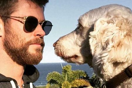 Chris Hemsworth gewann den Starr-Wettbewerb gegen seinen Hund Chris Hemsworth gewann den Starr-Wettbewerb gegen seinen Hund