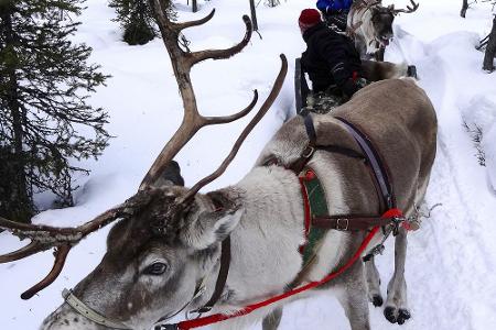Fehlen darf da auch nicht die Rentierschlitten-Ausfahrt in Ylläs, Lappland.