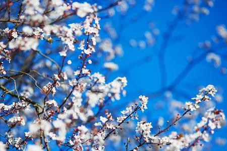 Die Kirschblüte ist ein besonders schönes Naturphänomen