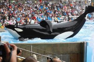 Kritik nach Doku "Blackfish": Schluss mit den Orca-Shows in SeaWorld