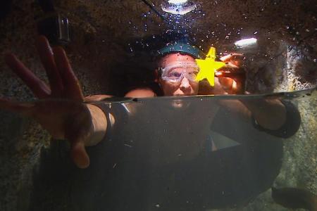...und unter Wasser Sterne aus verschiedenen Kammern einsammeln. Natürlich ist er dabei nicht alleine. Aale, Schlammkrabben ...